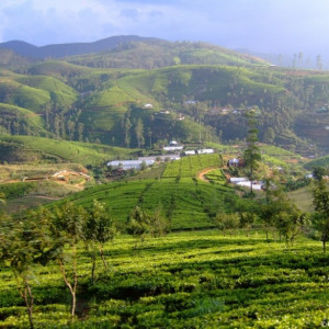 De Klassieke Ceylon Rondreis (met privéchauffeur)